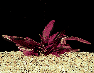 Barclaya longifolia