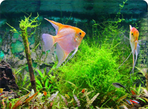 Aquariums