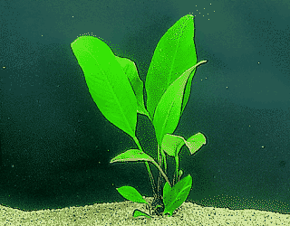 Anubias congensis