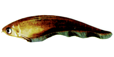 Afrikanischer Messerfisch