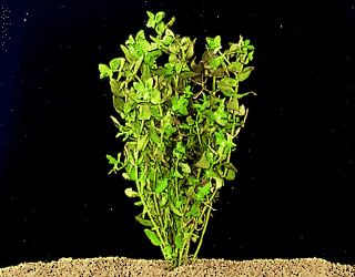 Bacopa caroliniana