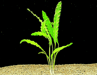 Aponogeton crispus