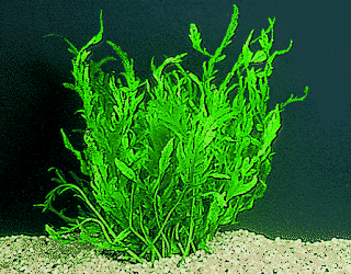 Bolbitis heudelotii
