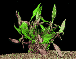 Althernanthera rosaefolia